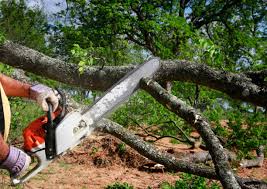 Best Arborist Consultation Services  in Hawkins, TX