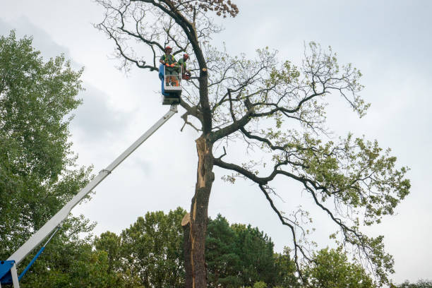 Best Hazardous Tree Removal  in Hawkins, TX