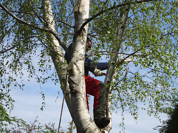 Best Storm Damage Tree Cleanup  in Hawkins, TX