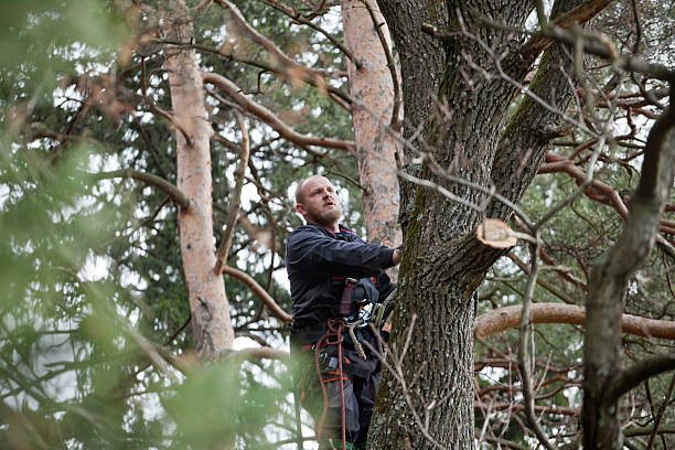 Best Tree and Shrub Care  in Hawkins, TX